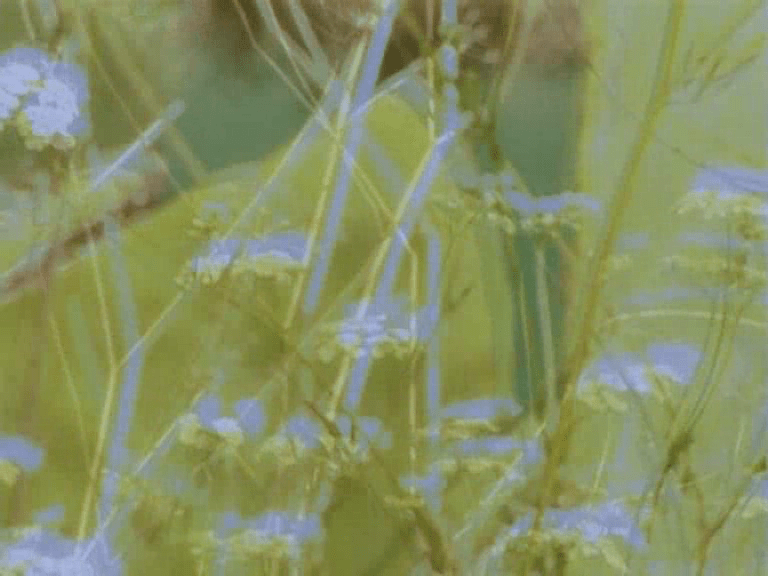 vlcsnap-2017-08-13-16h29m03s359